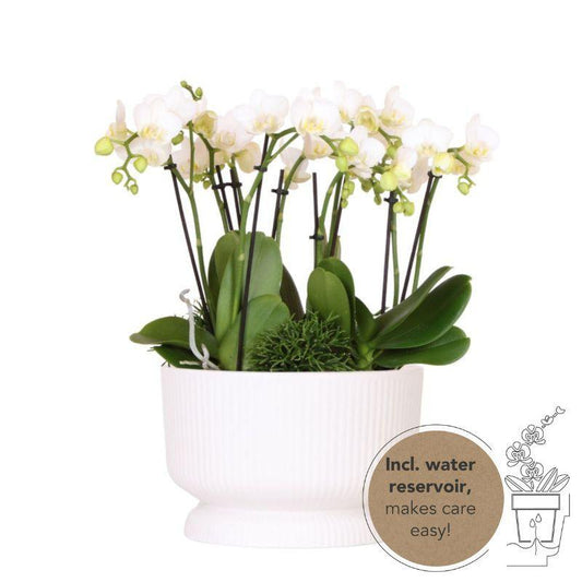 Kolibri Orchids | witte plantenset in Diabolo white dish incl. waterreservoir | drie witte orchideeën en drie groene planten Rhipsalis | Jungle Bouquet wit met zelfvoorzienend waterreservoir