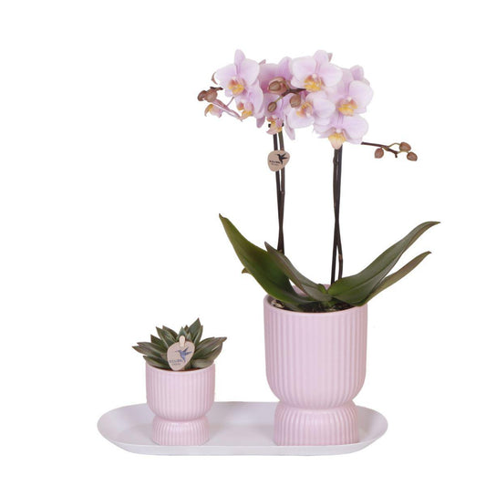 Kolibri Orchids | Plantenset Floral Blush pink small| Groene planten met Phalaenopsis orchidee in Floral Blush pink sierpotten en wit dienblad