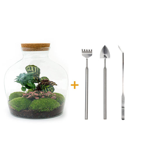 DIY terrarium - Fat Joe Coffea - ↕ 30 cm - Rake + Shovel + Tweezer