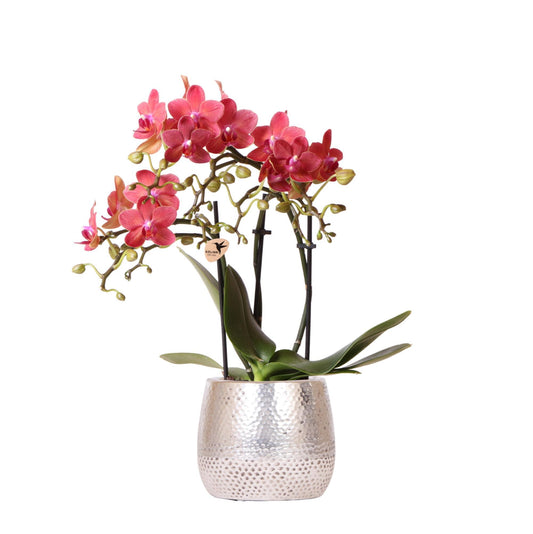 Kolibri Orchids | rode Phalaenopsis orchidee – Congo + Elite pot silver – potmaat Ø9cm – 40cm hoog | bloeiende kamerplant in bloempot - vers van de kweker