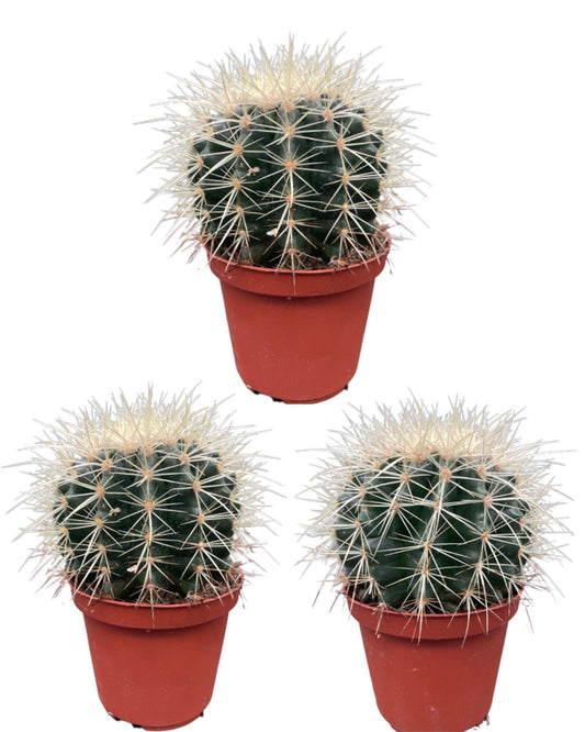 Cactus- Echiocactus Grusonii - Normal - Ø10.5 cm - 3x - ↕13 - 17 cm