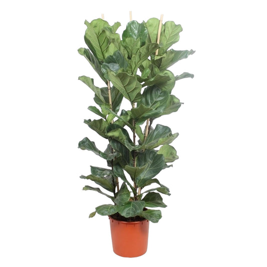 Ficus Lyrata struik - 180 cm - ø34