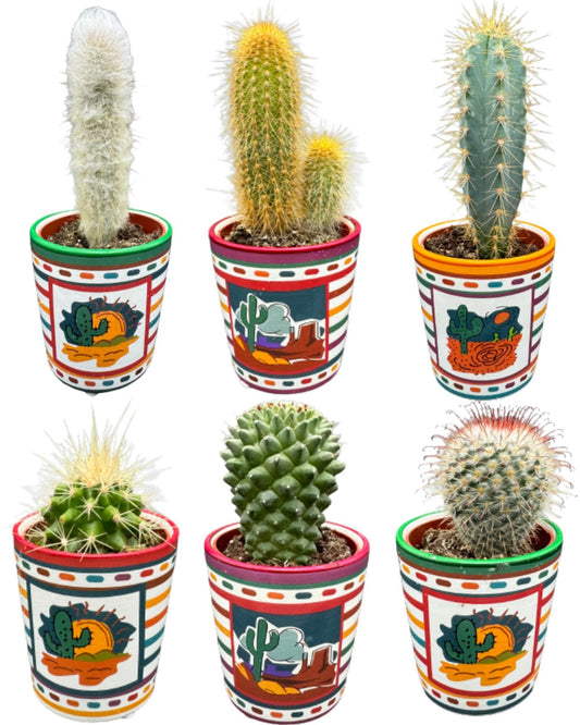 Cactus Mix - ↕8-15cm (6 Stuks) - Mexico - Ø7.5 cm