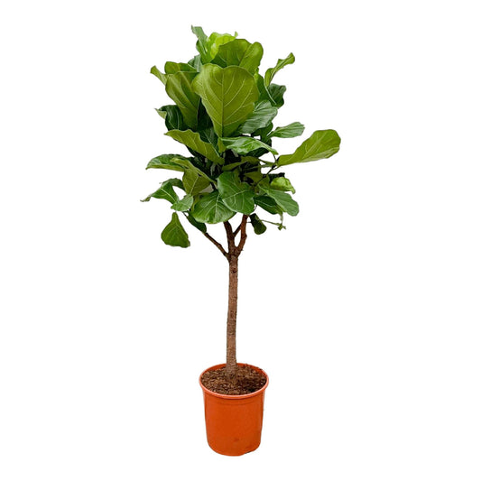 Ficus Lyrata boom - 180cm - ⌀30