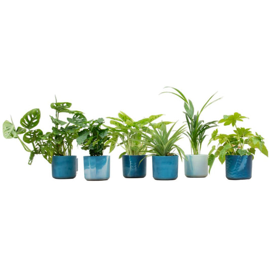 Verrassingsbox - 6 planten inclusief elho Ocean Round atlantisch blauw Ø14