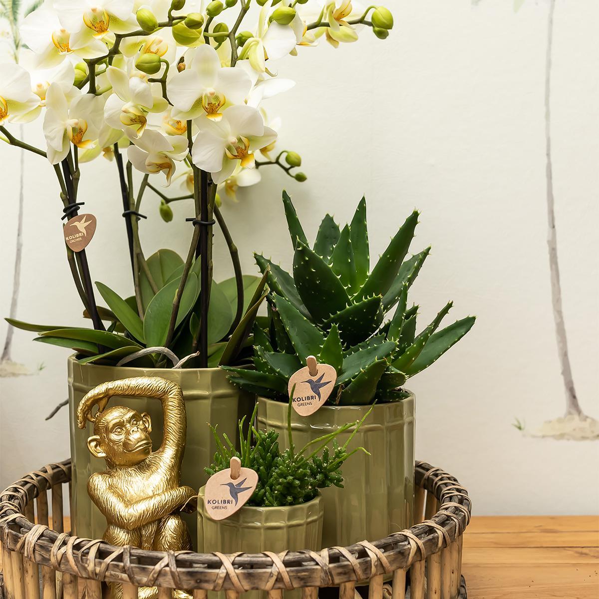 Kolibri Home | Ornament - Decoratie beeld Sitting Monkey - Gold