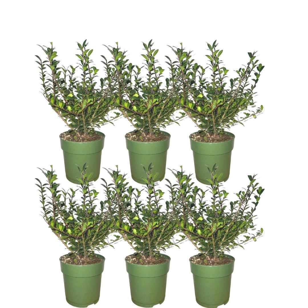 Plants by Frank - 1 meter  Hulst haag - Ilex crenata 'Jenny'® - Set van 6 winterharde haagplanten - Groenblijvende haag - Vers van de kwekerij geleverd