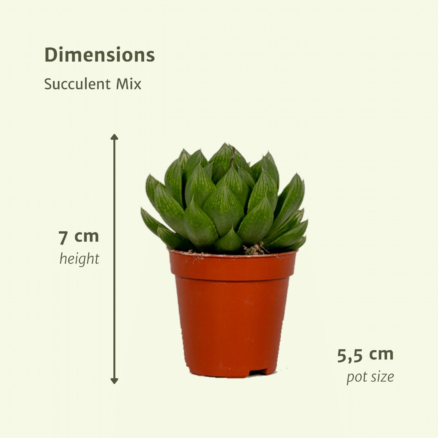 Succulenten Mix - 20 stuks - 7 cm - ø5,5