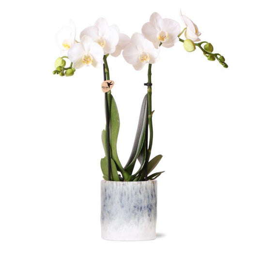 Kolibri Orchids | witte Phalaenopsis orchidee – Amabilis + Sky pot – potmaat Ø9cm – 40cm hoog | bloeiende kamerplant in bloempot - vers van de kweker