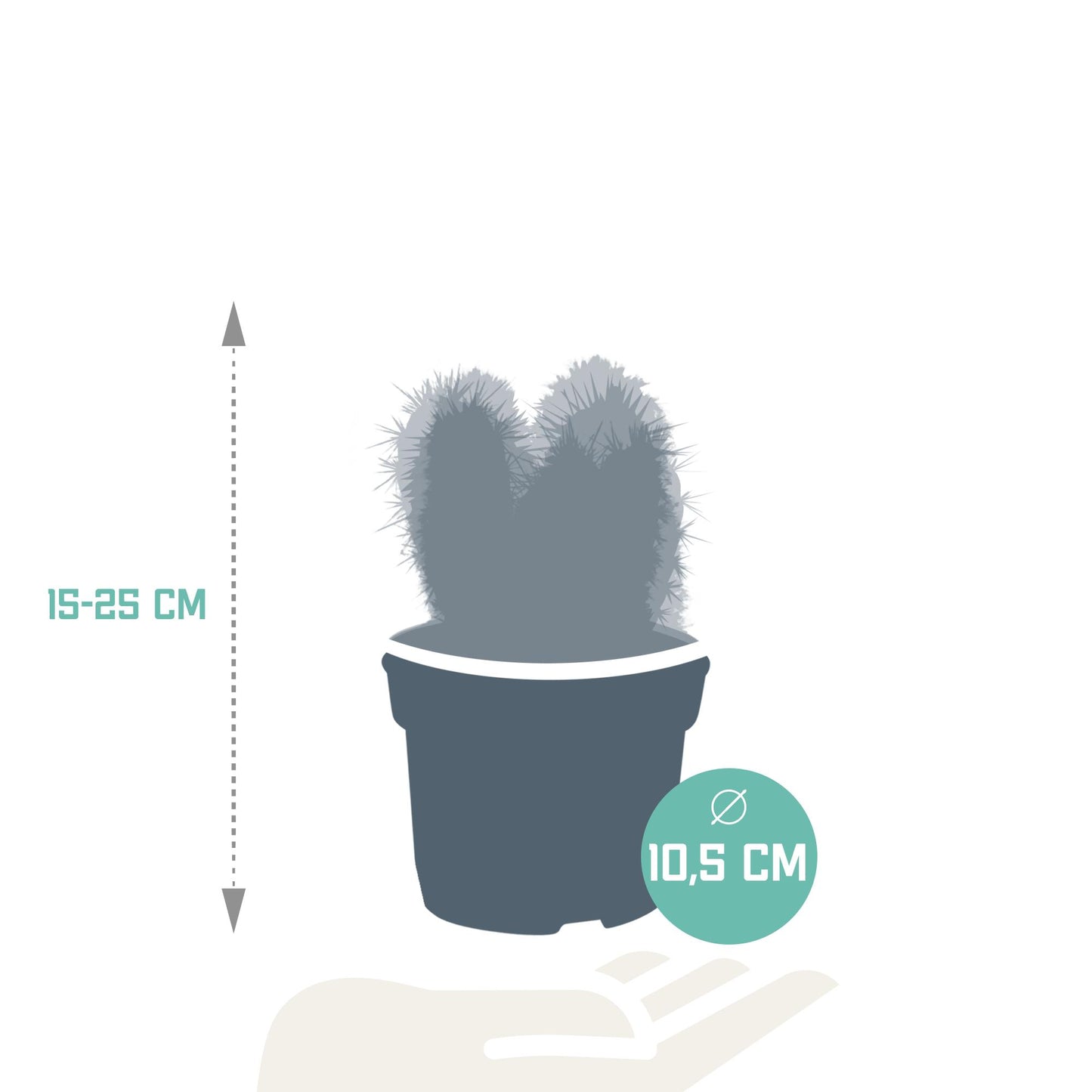 Cereus mix 10,5cm - 3x - zonder pot