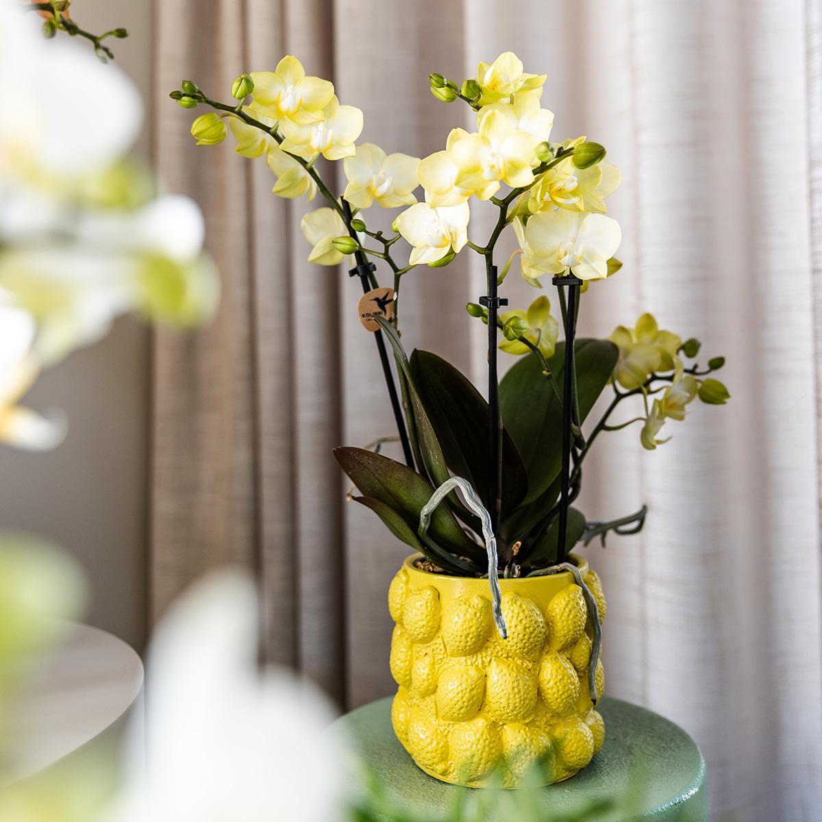 Kolibri Company | Gift set Optimisme Plantenset met oranje Phalaenopsis Orchidee en Succulenten incl. keramieken sierpotten