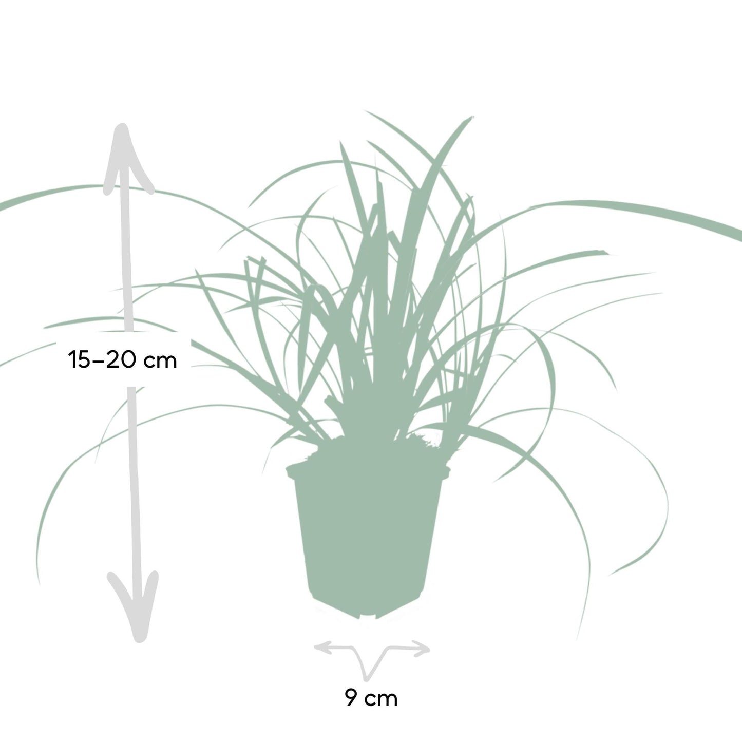 6x Carex morrowii 'Ice Dance' - ↕10-25cm - Ø9cm