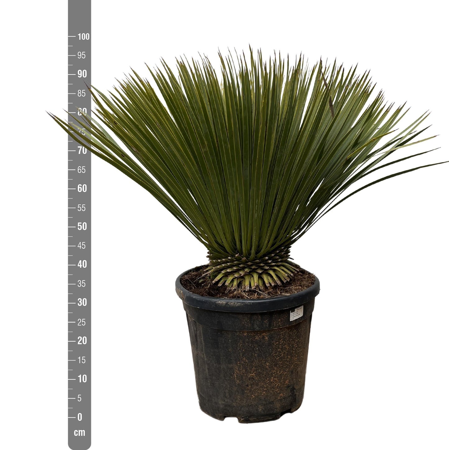 Yucca Rostrata - 90cm- Ø30