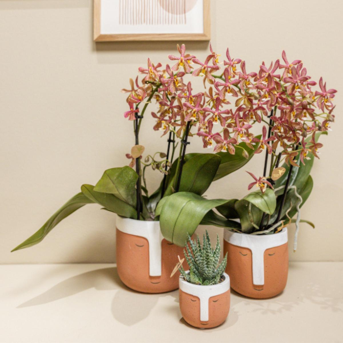 Kolibri Orchids | oranje Phalaenopsis orchidee - Spider- potmaat Ø9cm | bloeiende kamerplant - vers van de kweker