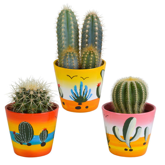 Cactus mix 8.5 cm - 3x - in Mexicaanse pot