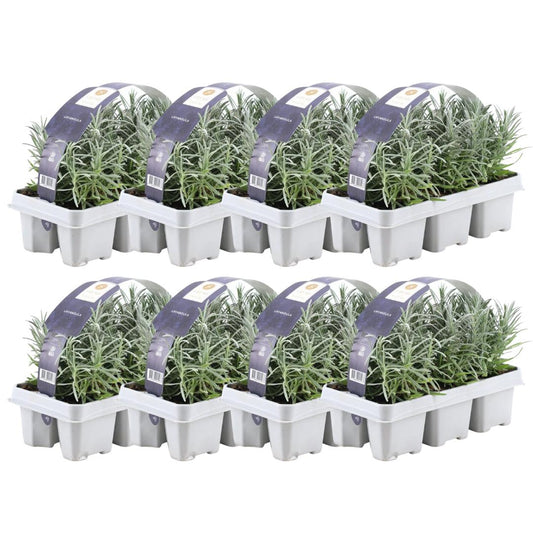 8 x 6 pack (48 stuks) Lavendel angustifolia - 48 x Ø7 cm - ↕15 cm