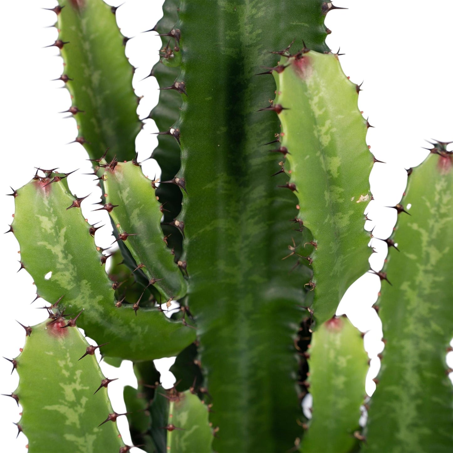 Euphorbia Acrurensis - Ø24 - ↨60cm