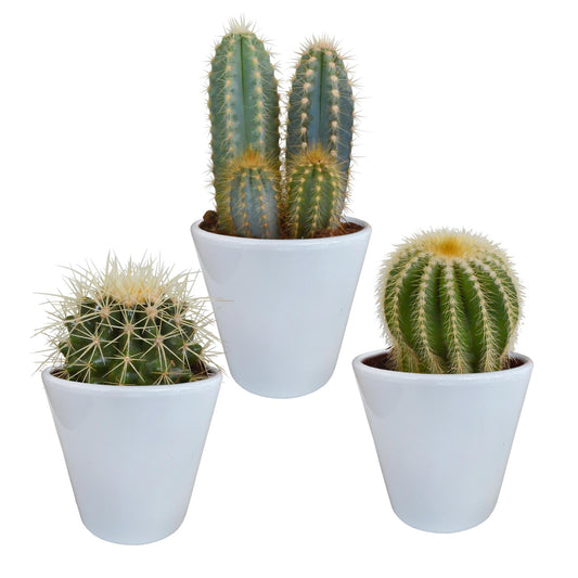 Cactus mix 8.5 cm - 3x - in witte pot