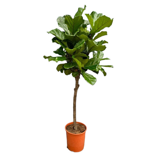 Ficus Lyrata boom XL 200 cm - ø34