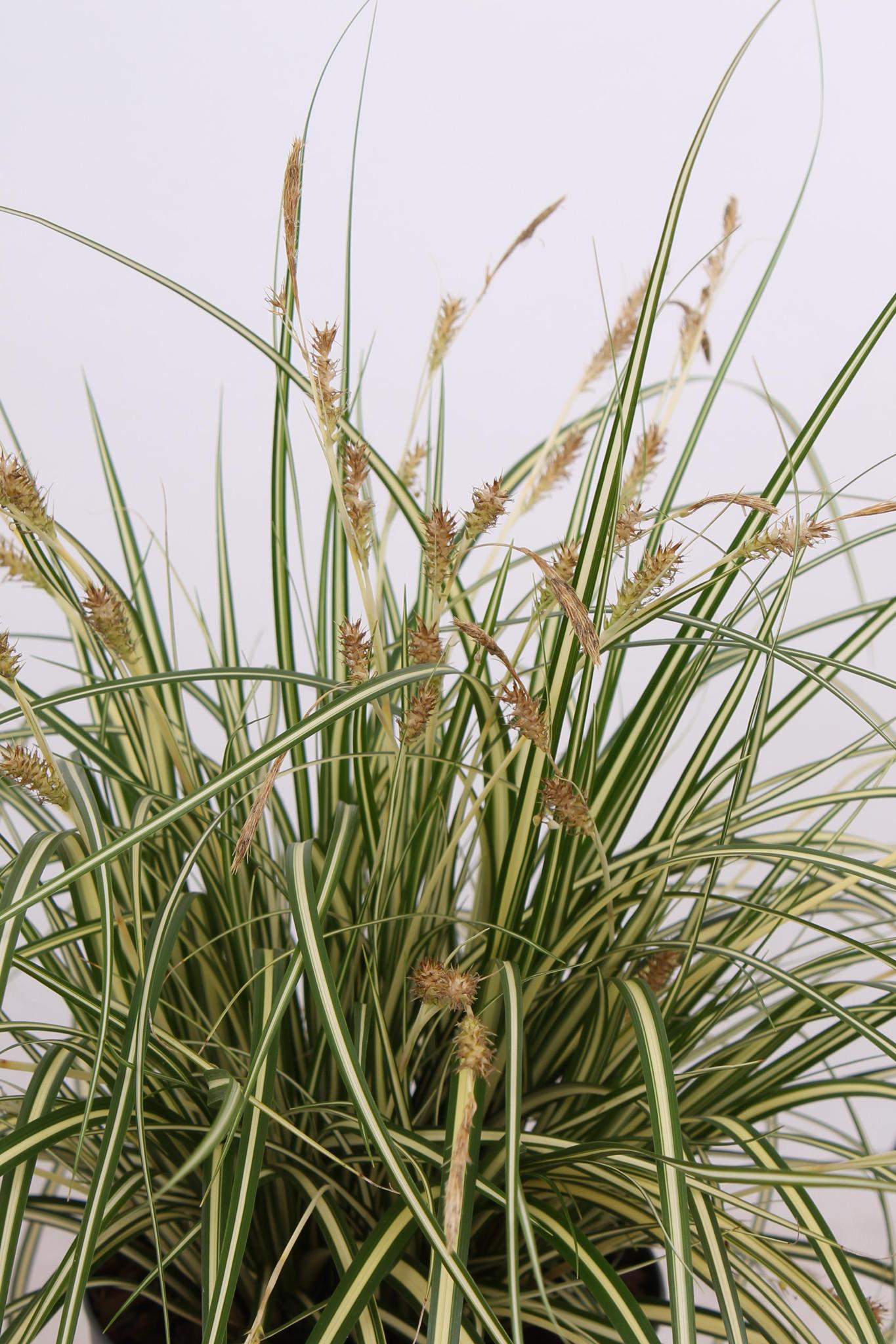 3x - Carex hachijoensis 'Evergold' - ↨30cm - Ø14