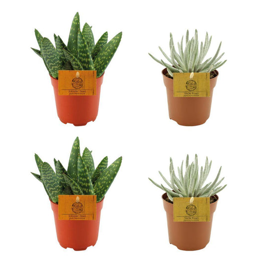 2x Aloe Paradisicum + 2x  Senecio Scaposus - 4 stuks - Ø10.5cm - ↕10cm