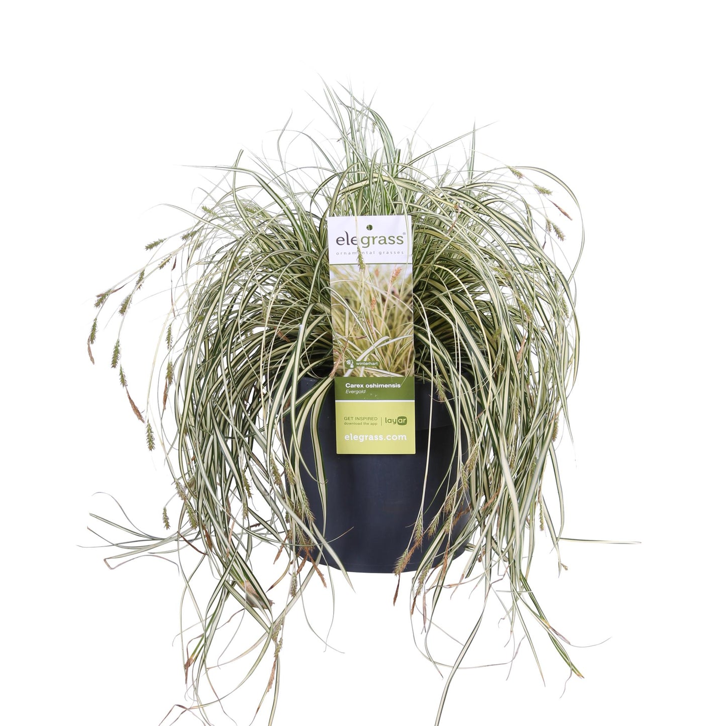 Carex hachijoensis Evergold - Ø19 - ↨40cm