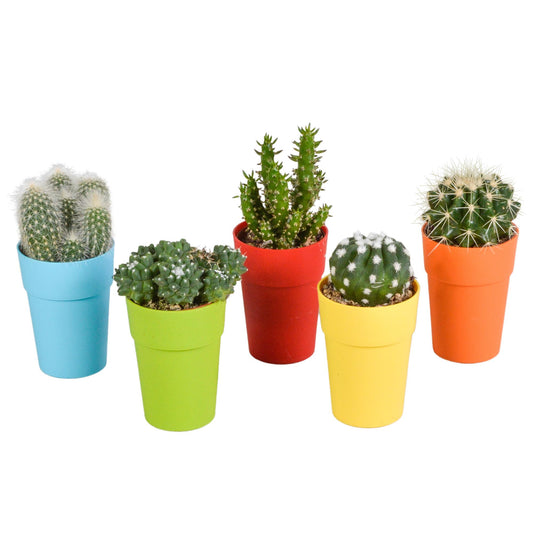 Cactus mix 5.5 cm - 5x - in gekleurde plasticpot