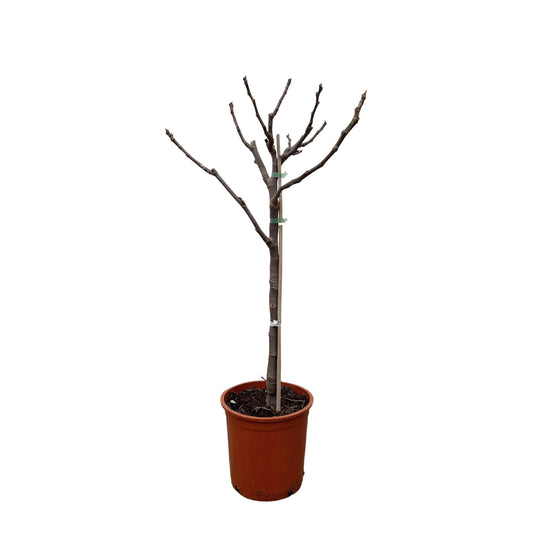 Ficus Carica op stam - 100 cm - Ø20