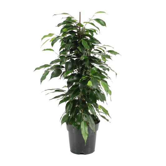 Ficus Benjamina Danielle - Ø17cm - ↕70cm