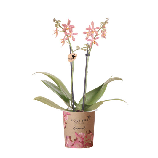 Kolibri Orchids | oranje Phalaenopsis orchidee - Spider- potmaat Ø9cm | bloeiende kamerplant - vers van de kweker