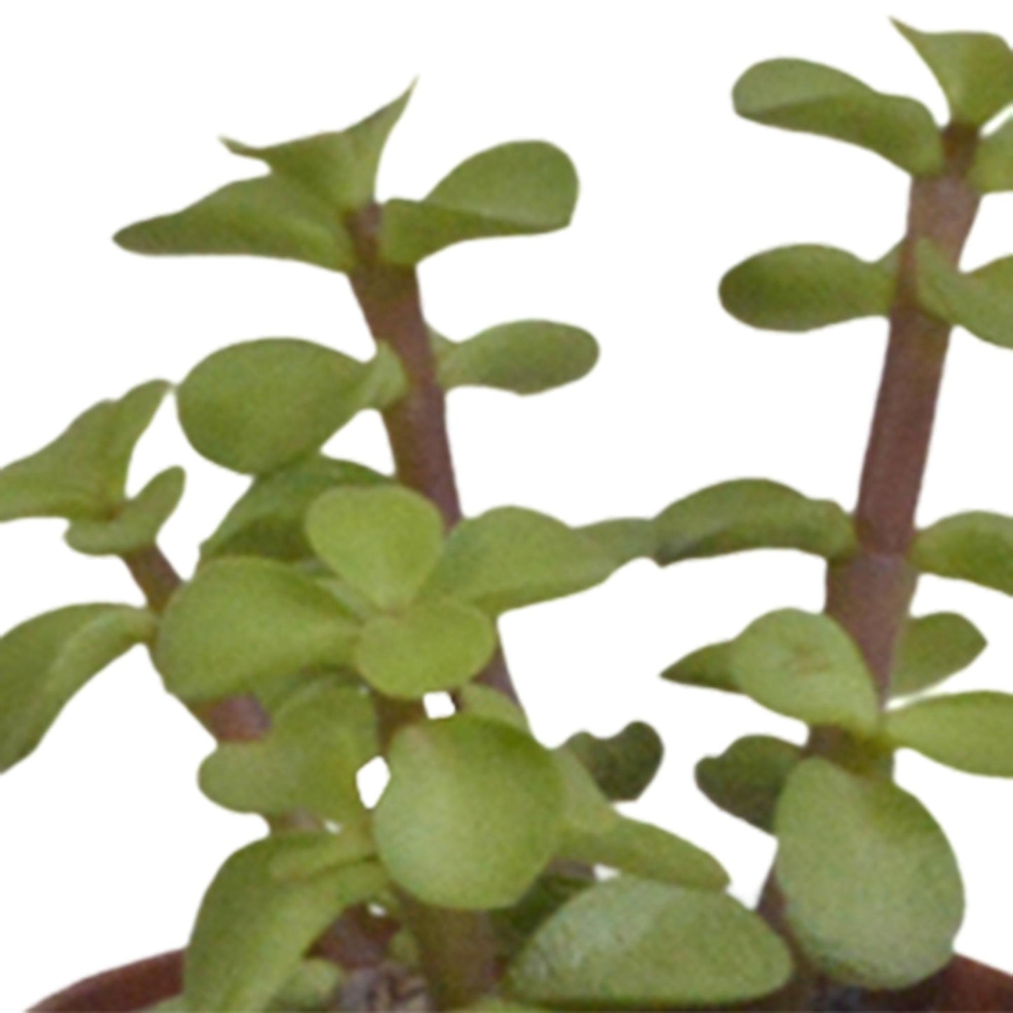 Vetplanten mix 5.5 cm - 5x - in witte pot