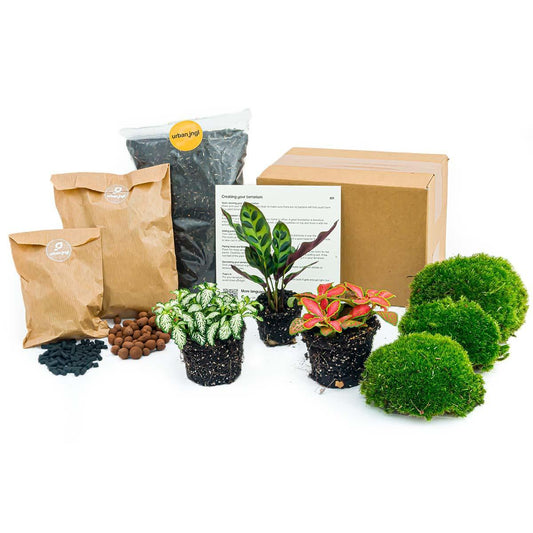 Planten terrarium pakket - DIY - Calathea Makoyana - Navulling & Startpakket - Package 1