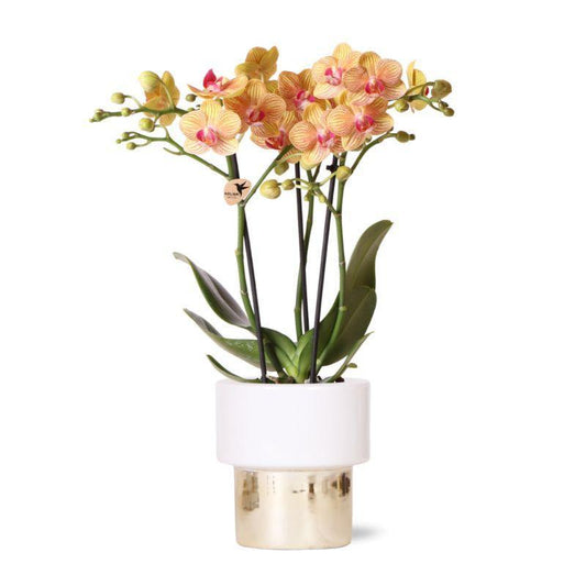 Kolibri Orchids | witte Phalaenopsis orchidee – Jamaica + Lush pot – potmaat Ø9cm – 40cm hoog | bloeiende kamerplant in bloempot - vers van de kweker