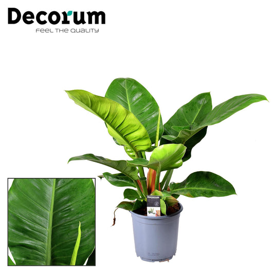 Philodendron Imperial Green - Ø19cm - ↕55cm