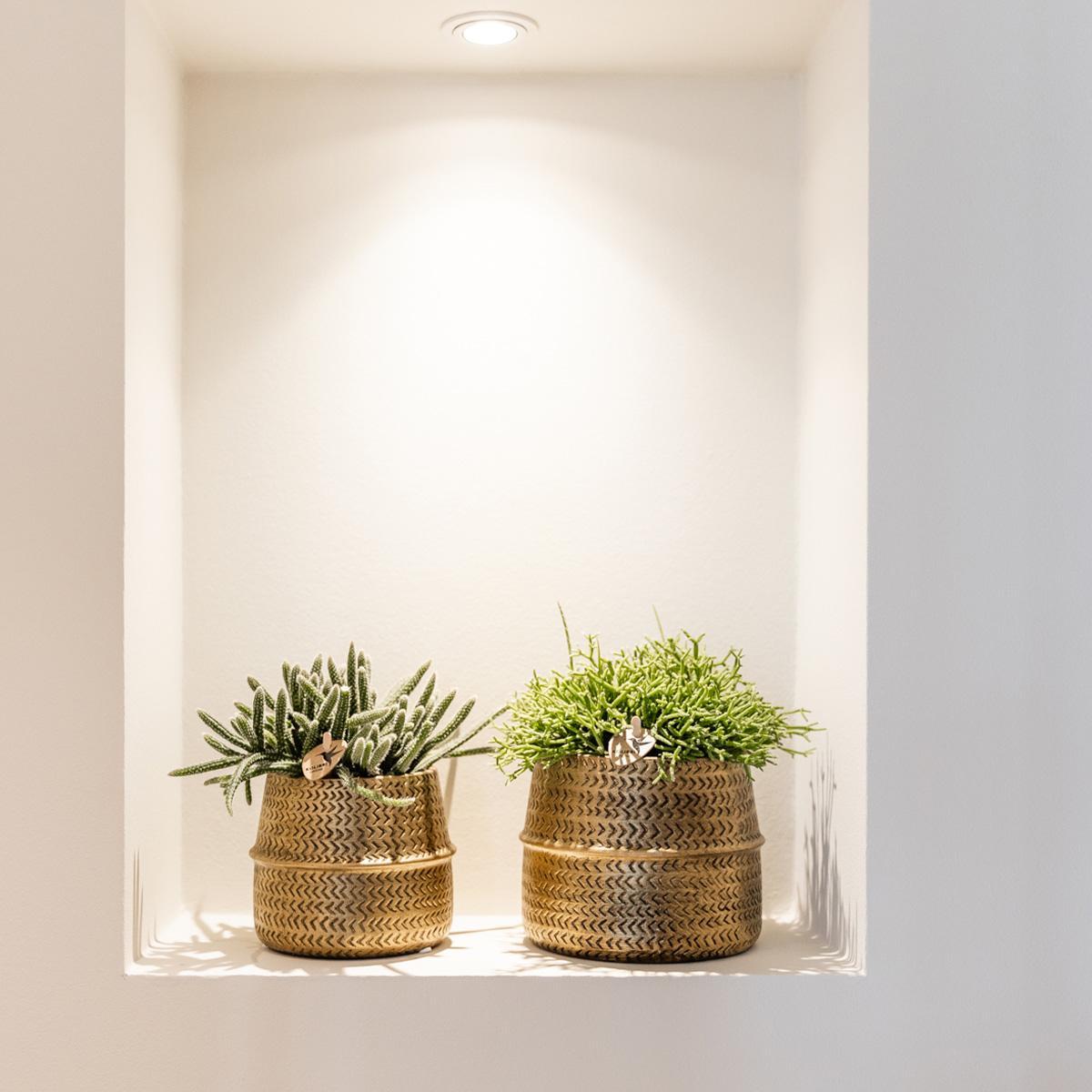 Kolibri Greens | Succulenten set van 2 planten in gouden groove sierpotten - keramiek  potmaat Ø9cm