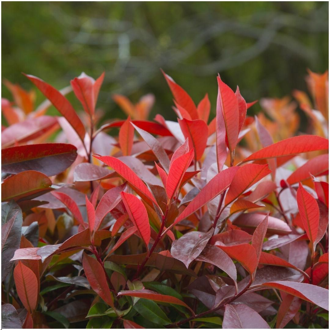 Plants by Frank - 1 meter Glansmispel haag - Photinia fraseri 'Red Robin' - Set van 6 winterharde haagplanten - Groenblijvende haag - Vers van de kwekerij geleverd