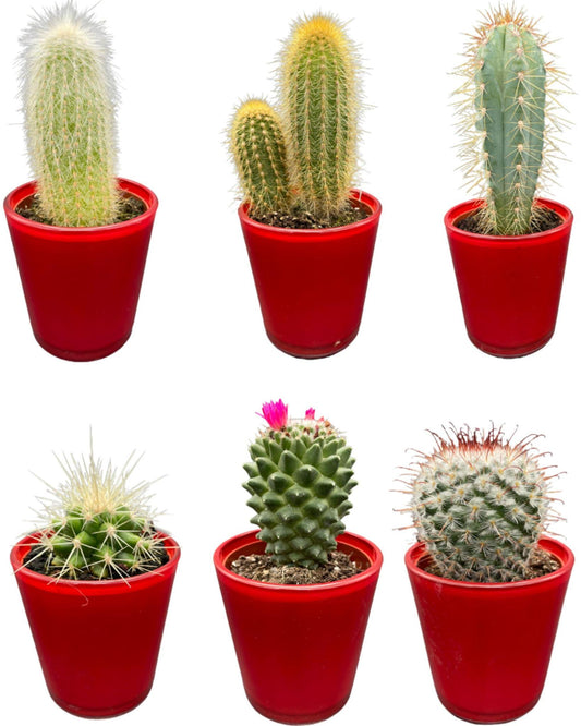 Cactus Mix - ↕8-15cm (6 Stuks) - Red Glasses - Ø7.5 cm