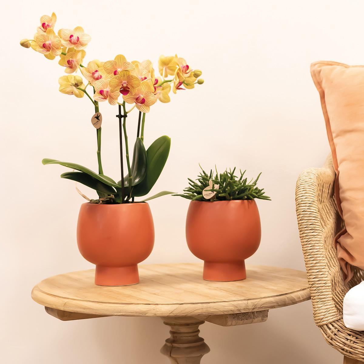Kolibri Orchids | oranje Phalaenopsis orchidee potmaat Ø9cm | bloeiende kamerplant - vers van de kweker