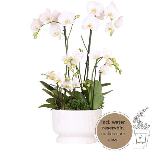 Kolibri Orchids | witte plantenset in Diabolo white dish incl. waterreservoir | drie witte orchideeën en drie groene planten Rhipsalis | Field Bouquet wit met zelfvoorzienend waterreservoir