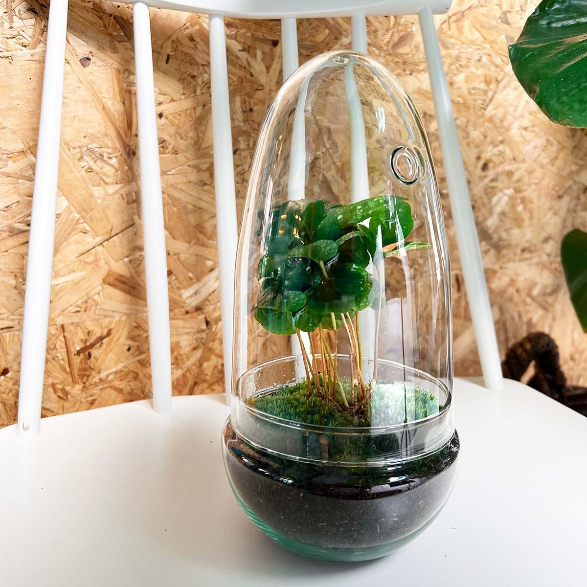 DIY terrarium - Egg Coffea Arabica - ↕ 25 cm