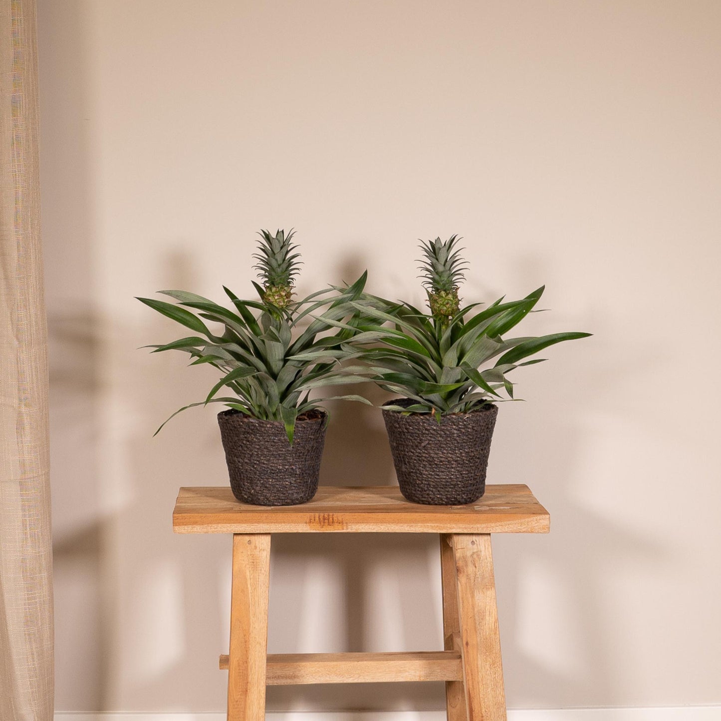 2 stuks Bromelia - Ananasplant - 30cm - ø12