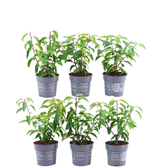 Plants by Frank - 1 meter Portugese Laurierkers haag - Prunus lusitanica 'Angustifolia' - Set van 6 winterharde haagplanten - Groenblijvende haag - Vers van de kwekerij geleverd