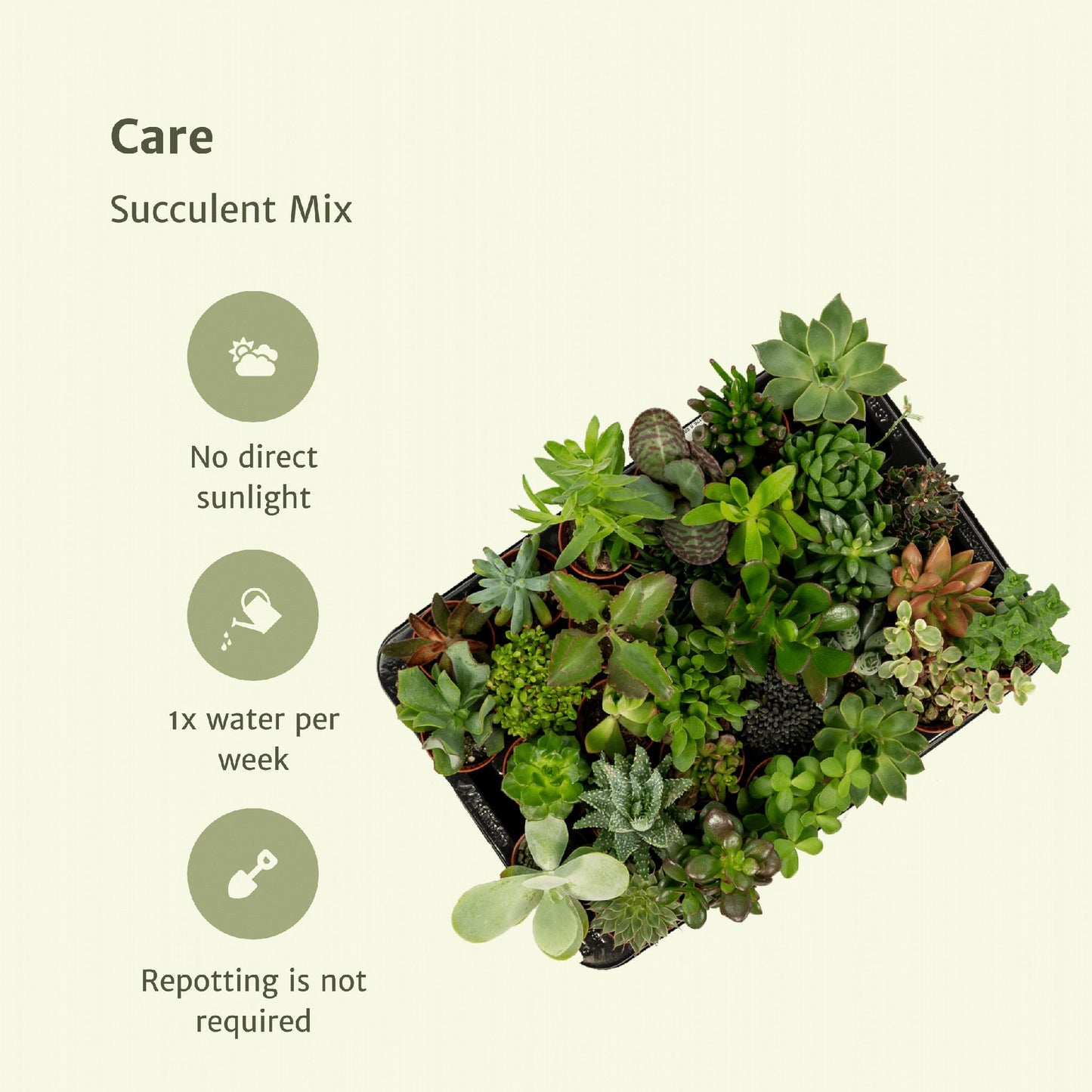 Succulenten Mix - 20 stuks - 7 cm - ø5,5
