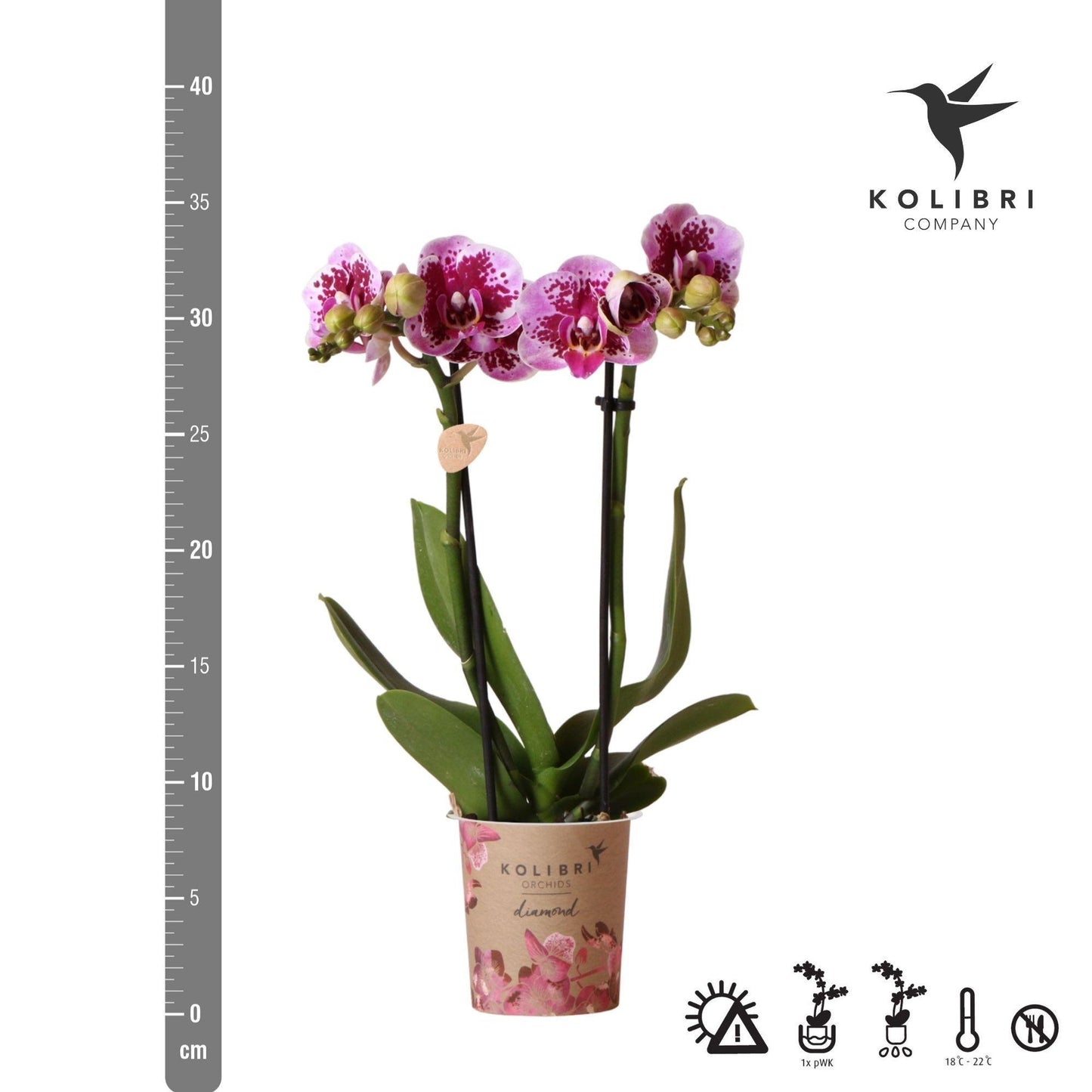 Kolibri Orchids | Roze paarse phalaenopsis orchidee - El Salvador - potmaat Ø9cm | bloeiende kamerplant - vers van de kweker