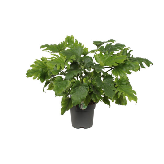 Philodendron Xanadu - Ø21cm - ↕60cm