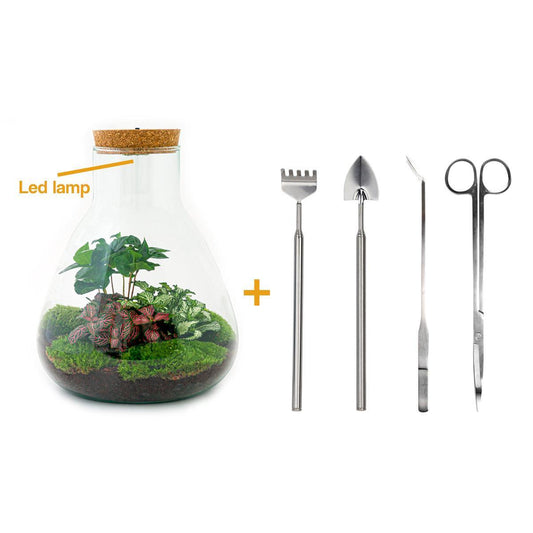 DIY terrarium - Sam Coffea met lamp - ↕ 30 cm - Rake + Shovel + Tweezer + Scissors