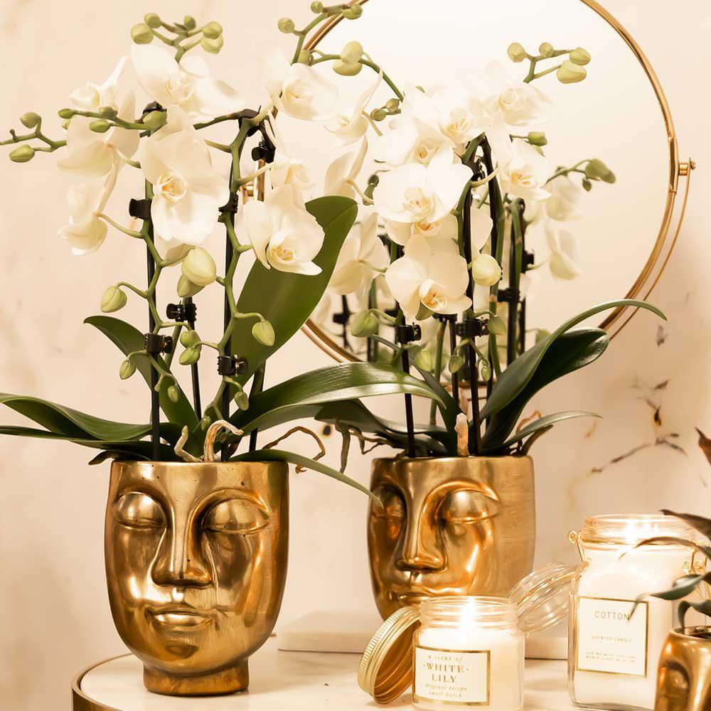 Kolibri Orchids | witte Phalaenopsis orchidee - Niagara Fall - potmaat Ø9cm | bloeiende kamerplant - vers van de kweker