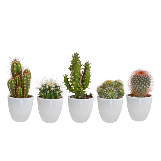 Cactus mix 5.5 cm - 5x - in witte pot