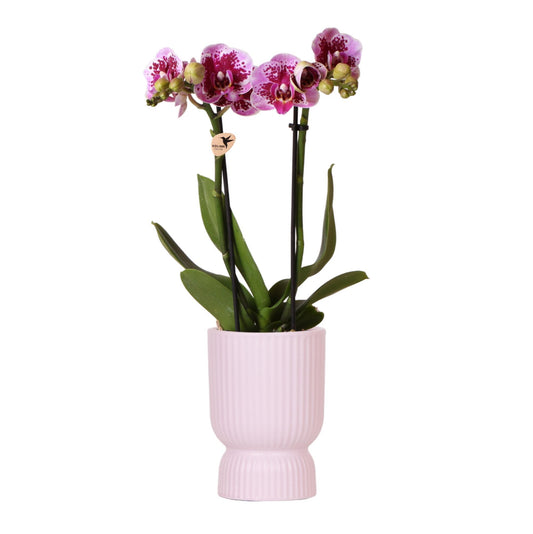 Kolibri Orchids | Roze paarse phalaenopsis orchidee - El Salvador + Diabolo pink - potmaat Ø9cm | bloeiende kamerplant - vers van de kweker