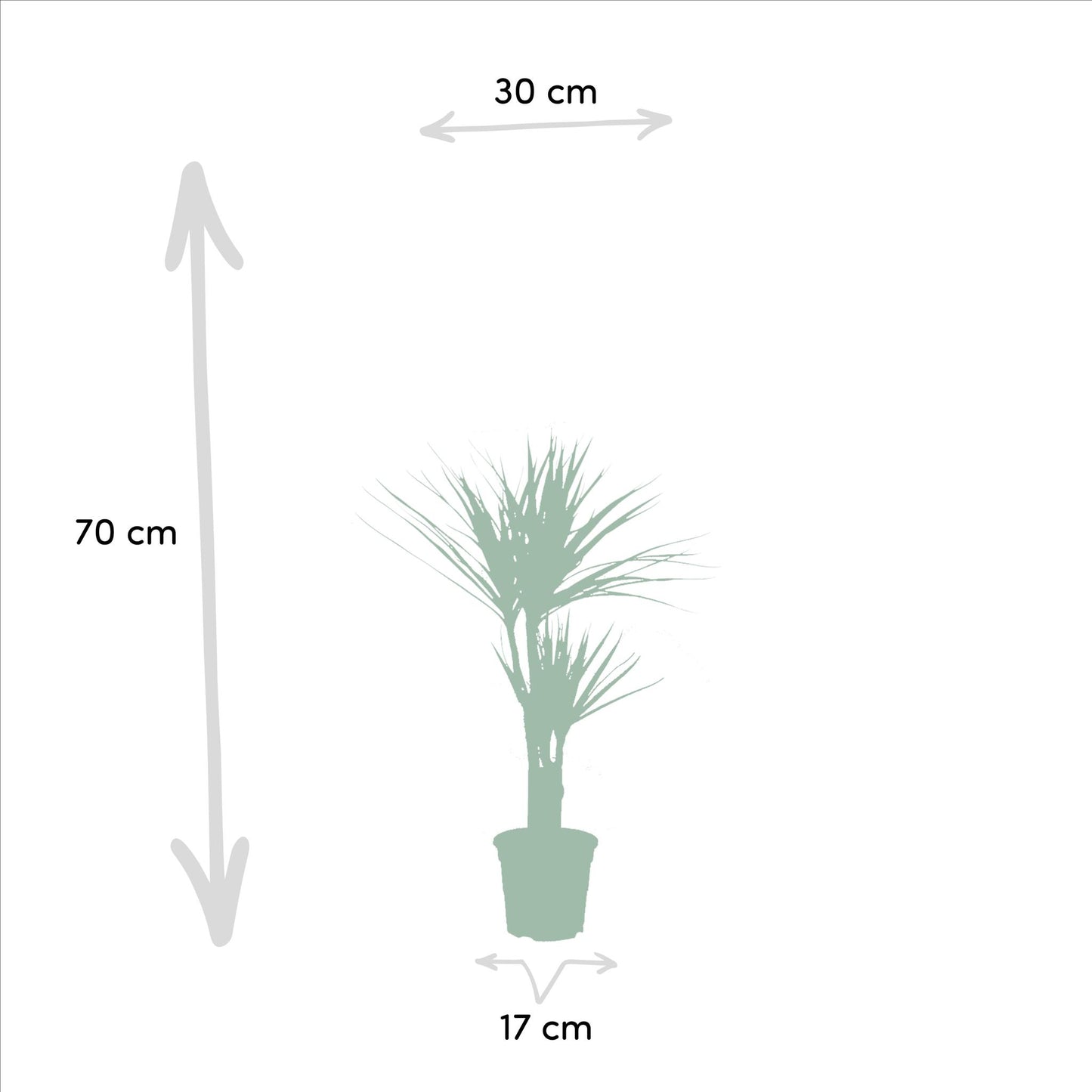 Dracaena ↨70cm - Ø17cm + Yucca ↨90cm - Ø17cm